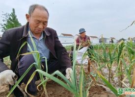 周口淮陽(yáng)：20萬畝大蒜進(jìn)入收獲季 ()