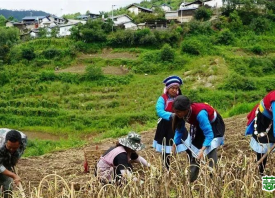 蘭坪縣：大蒜豐收促增收 ()